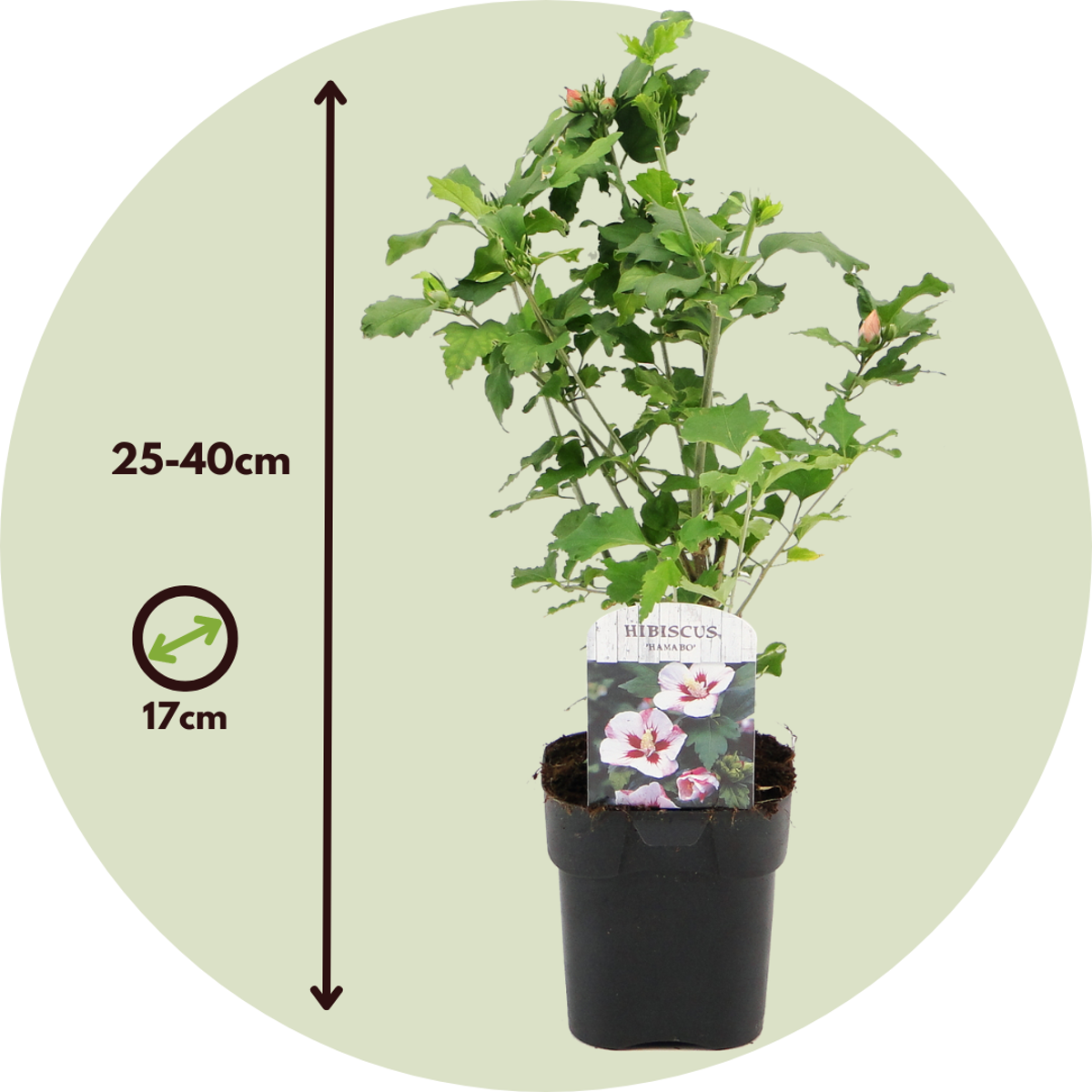 Hibiscus de Syrie - Set de 3 - Hibiscus syriacus - Hauteur 25-40cm - ⌀17cm