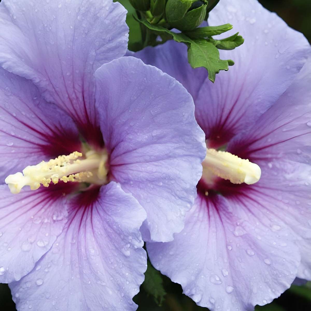 Hibiscus de Syrie - Set de 2 - Hibiscus 'Oiseau Blue' - Hauteur 25-40cm - ⌀17cm