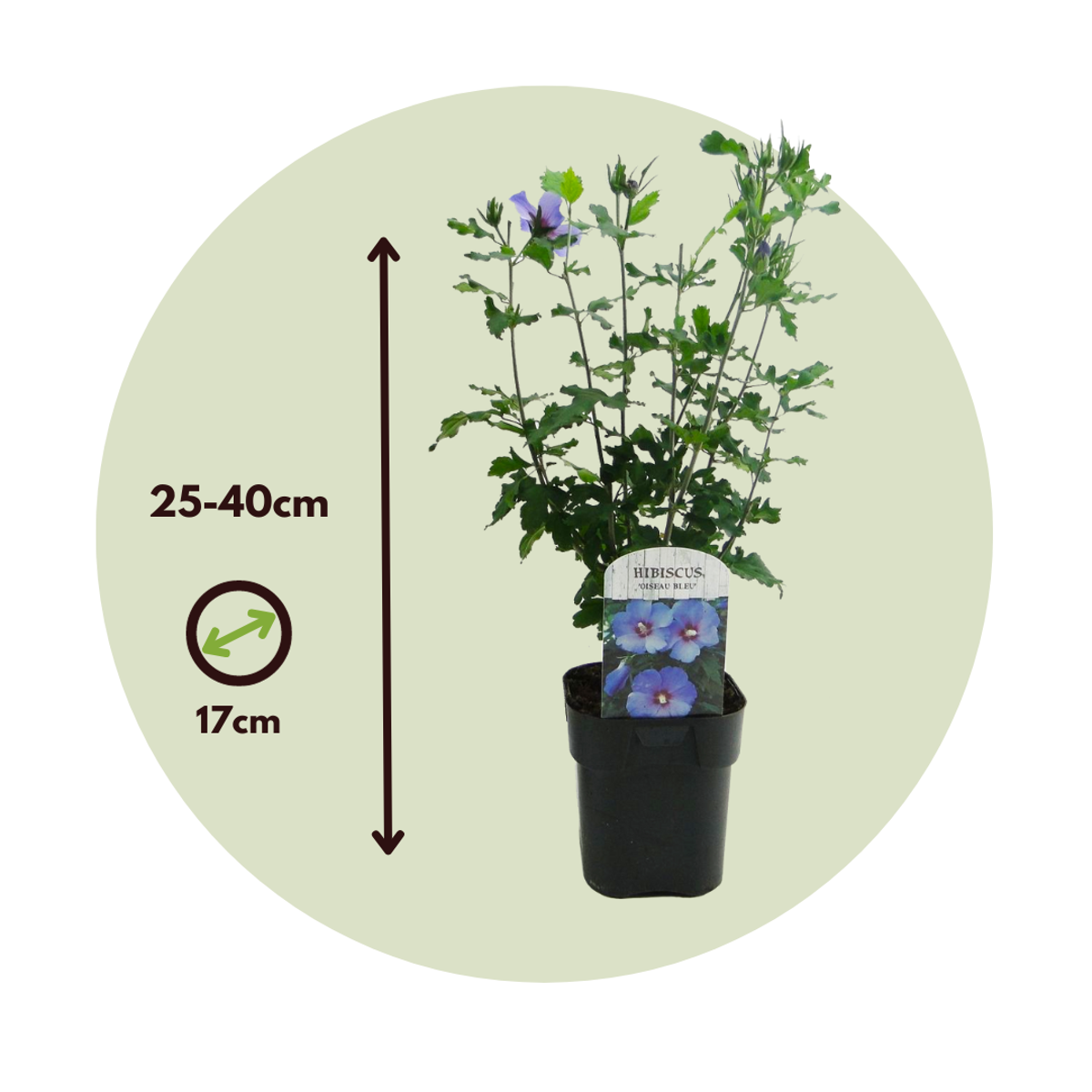 Hibiscus de Syrie - Set de 2 - Hibiscus 'Oiseau Blue' - Hauteur 25-40cm - ⌀17cm