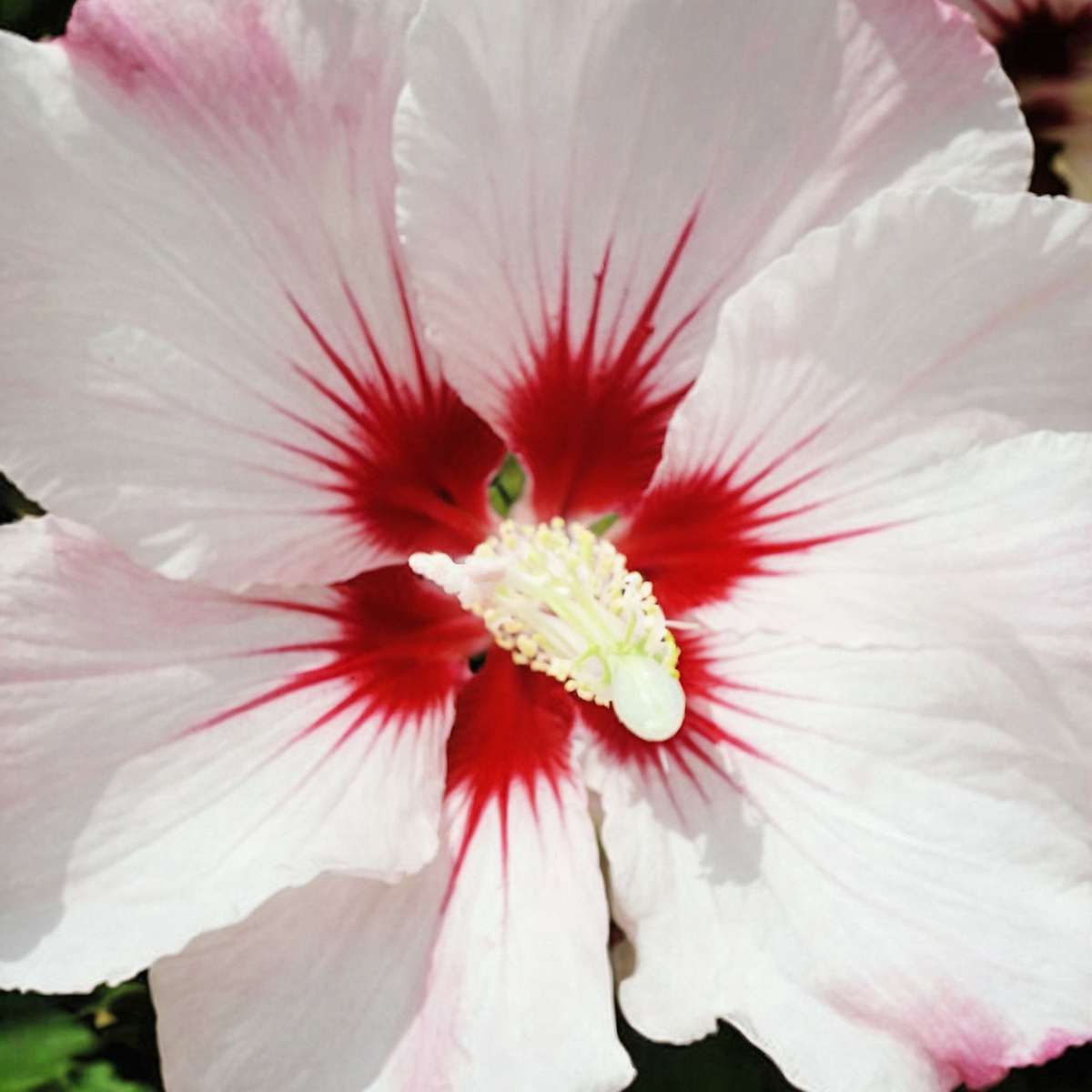 Hibiscus de Syrie - Set de 2 - Hibiscus syriacus 'Hamabo' - H25-40cm - ⌀17cm - TD Plantz