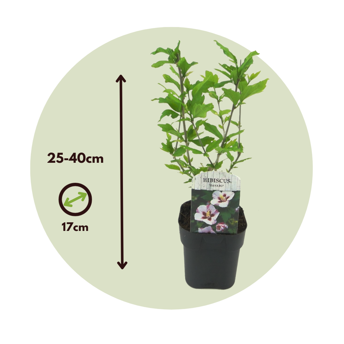 Hibiscus de Syrie - Set de 2 - Hibiscus syriacus 'Hamabo' - H25-40cm - ⌀17cm - TD Plantz