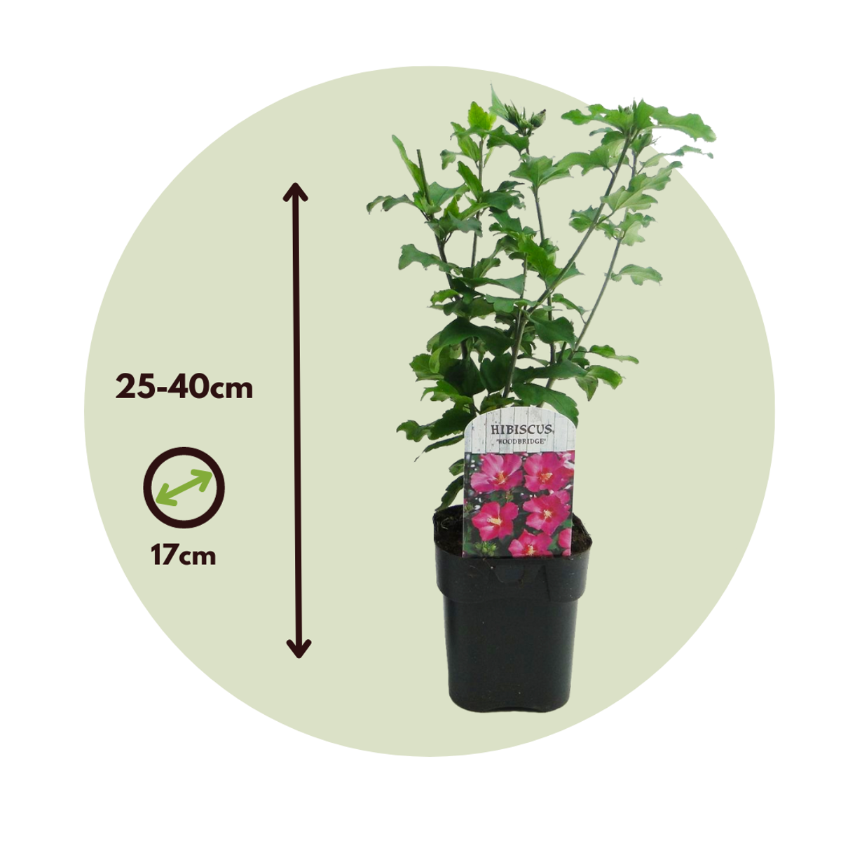 Hibiscus de Syrie - Set de 2 - Hibiscus 'Woodbridge' - Hauteur 25-40cm - ⌀17cm