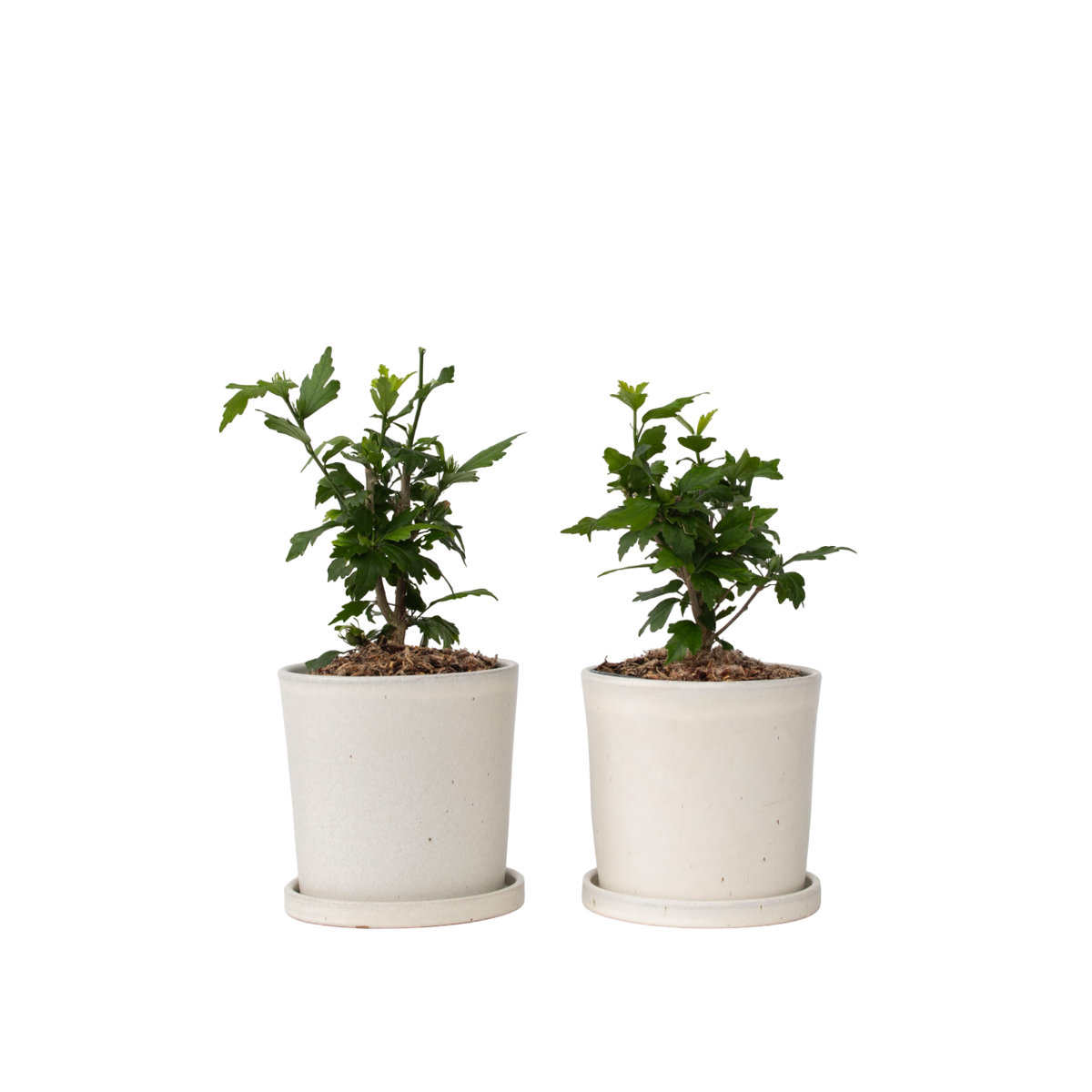 Hibiscus de Syrie - Set de 2 - Hibiscus 'Woodbridge' - Hauteur 25-40cm - ⌀17cm