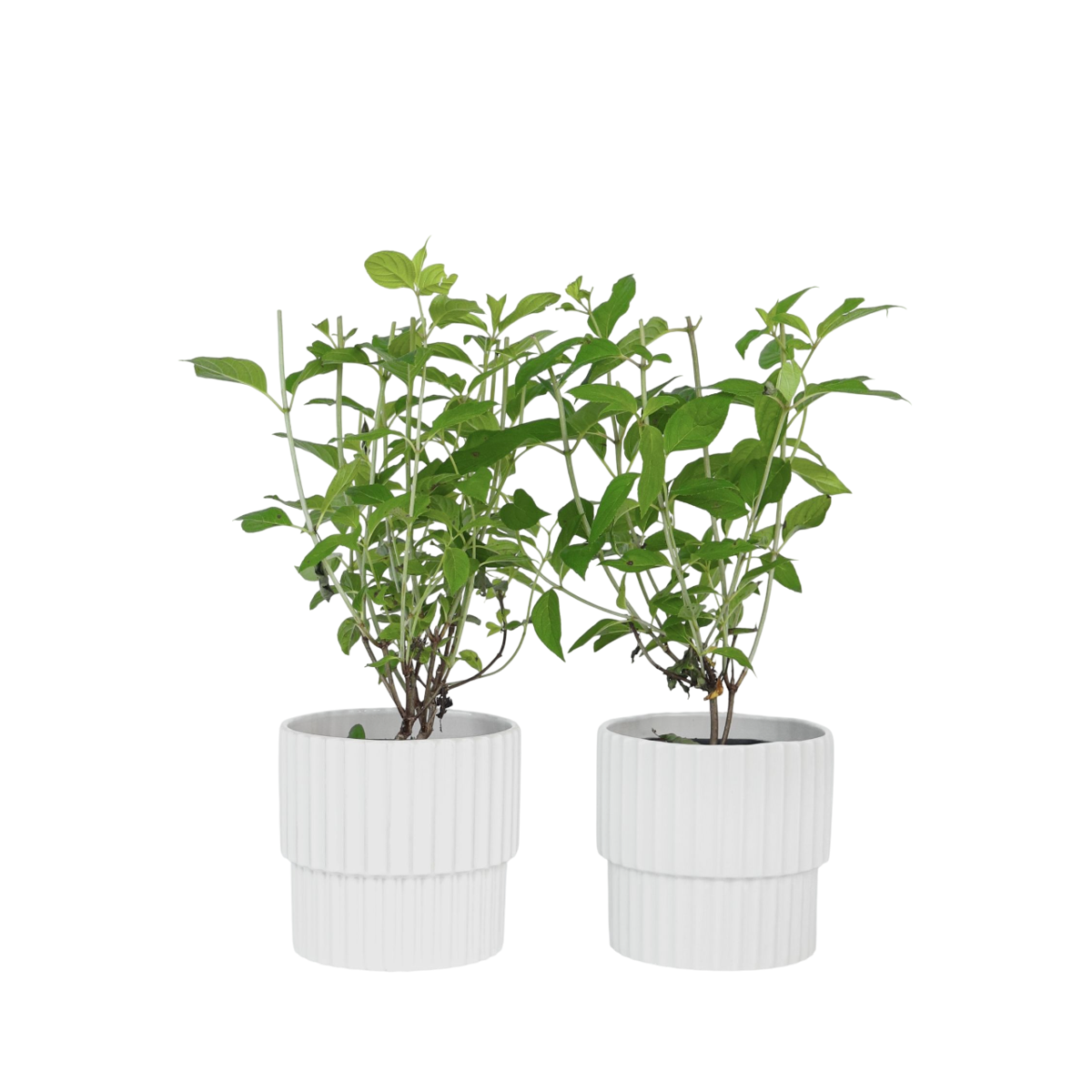 Hortensia - Set de 2 - Hydrangea paniculata 'Grandiflora' - H30-40cm - ⌀17cm