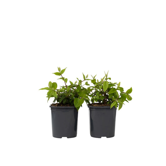 Arbuste à fleurs - Set de 2 - Deutzia 'Strawberry Fields' - H25-40cm - ⌀17cm