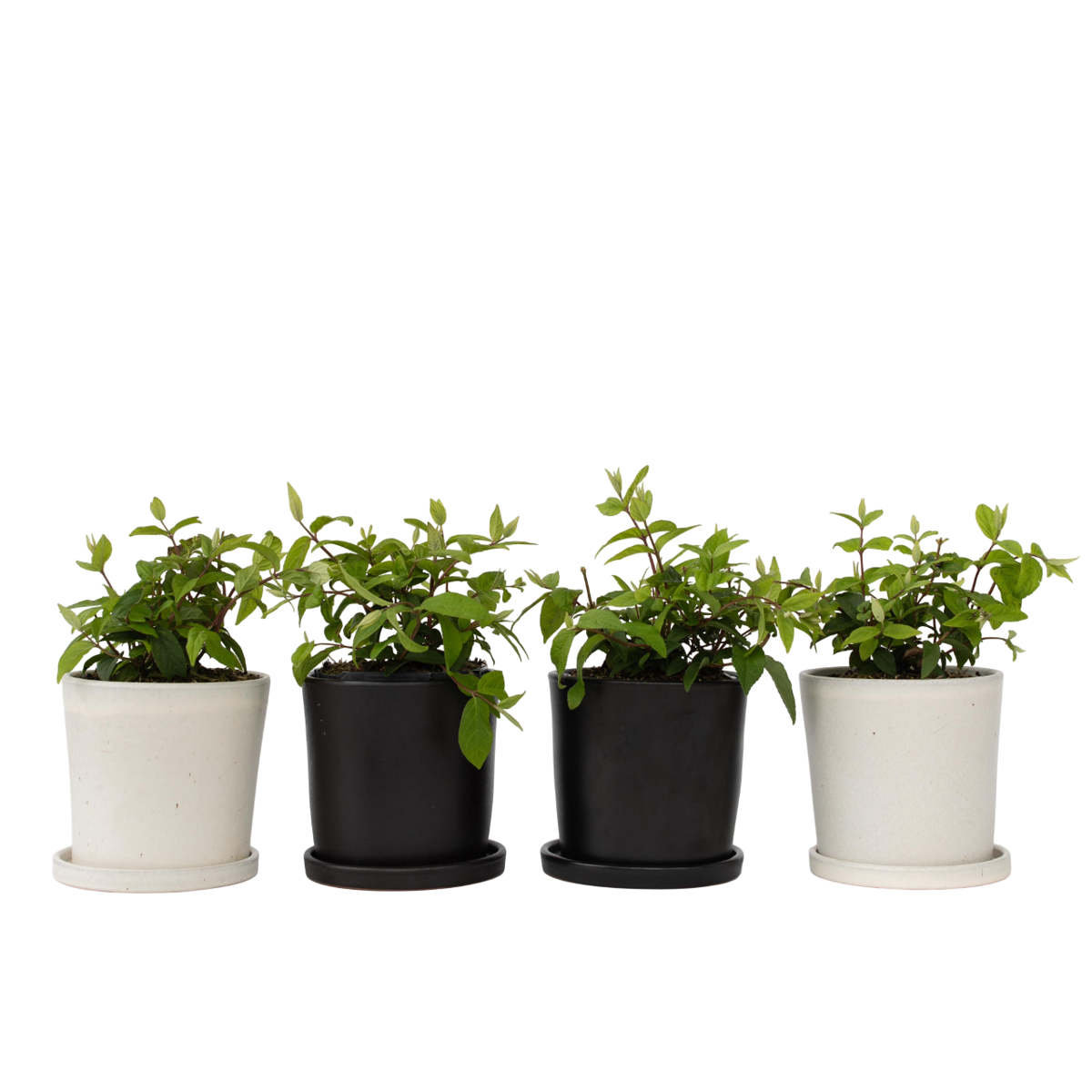 Arbuste à fleurs - Set de 4 - Deutzia 'Strawberry Fields' - H25-40cm - ⌀17cm