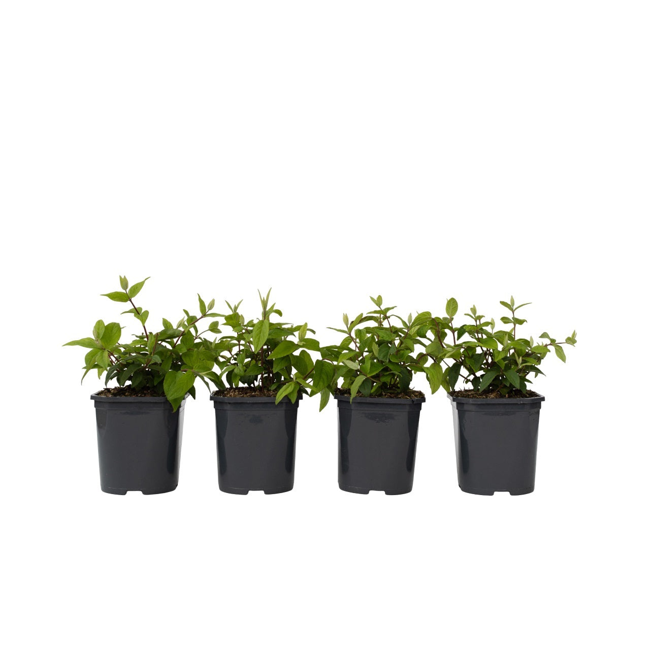 Arbuste à fleurs - Set de 4 - Deutzia 'Strawberry Fields' - H25-40cm - ⌀17cm