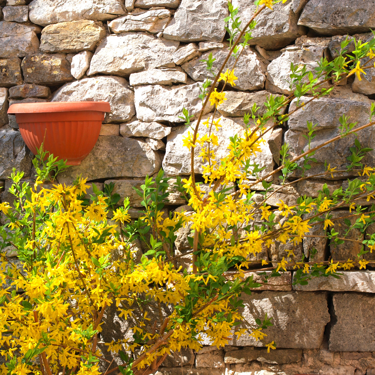 Floraison printemps - Set de 2 - Forsythia 'Minigold' - Hauteur 25-40cm - ⌀17cm