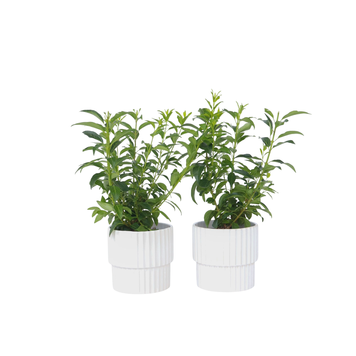 Floraison printemps - Set de 2 - Forsythia 'Minigold' - Hauteur 25-40cm - ⌀17cm