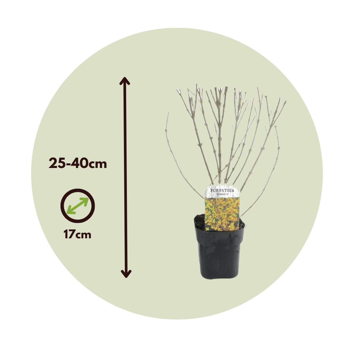 Floraison printemps - Set de 4 - Forsythia 'Minigold' - Hauteur 25-40cm - ⌀17cm
