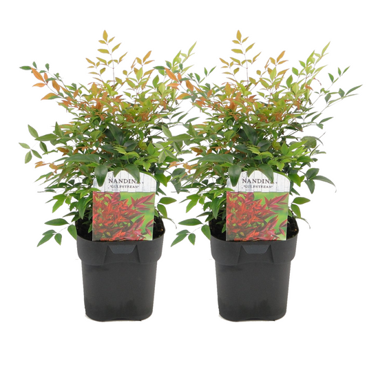 Bambou sacré - Set de 2 - Nandina domestica 'gulfstream' - H25-40cm - ⌀17cm