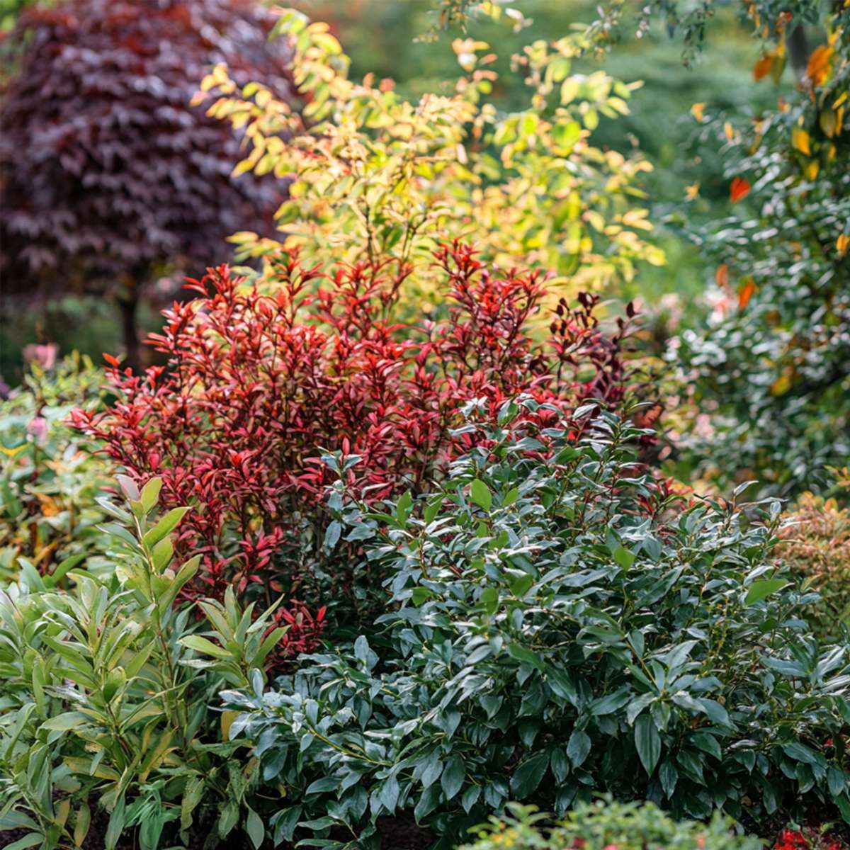 Heavenly Bamboo - 3 pcs. - Nandina domestica - Height 25-40cm - ⌀17cm