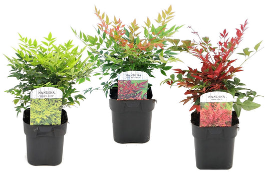 Bambou sacré - Set de 3 - Nandina domestica - Hauteur 25-40cm - ⌀17cm