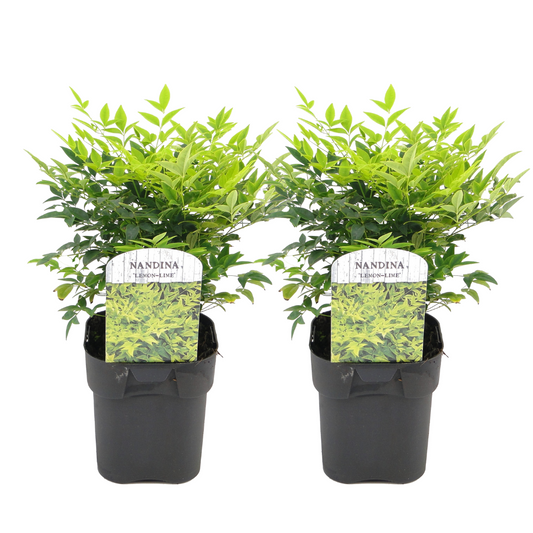 Bambou sacré - Set de 2 - Nandina domestica 'lemon Lime' - H25-40cm - ⌀17cm