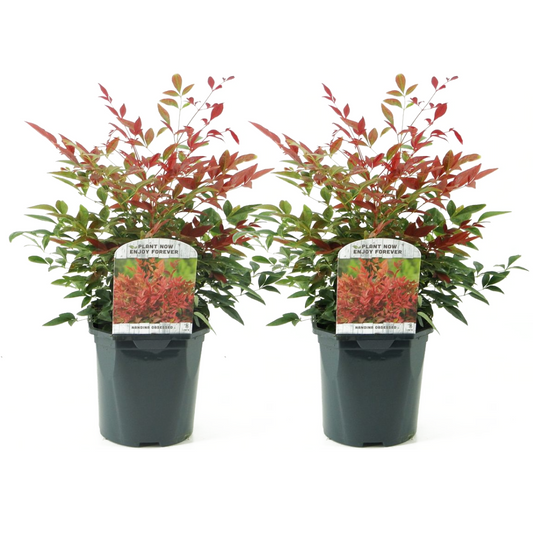 Bambou sacré - Set de 2 - Nandina domestica 'Obsessed' - Hauteur 25-40cm - ⌀17cm