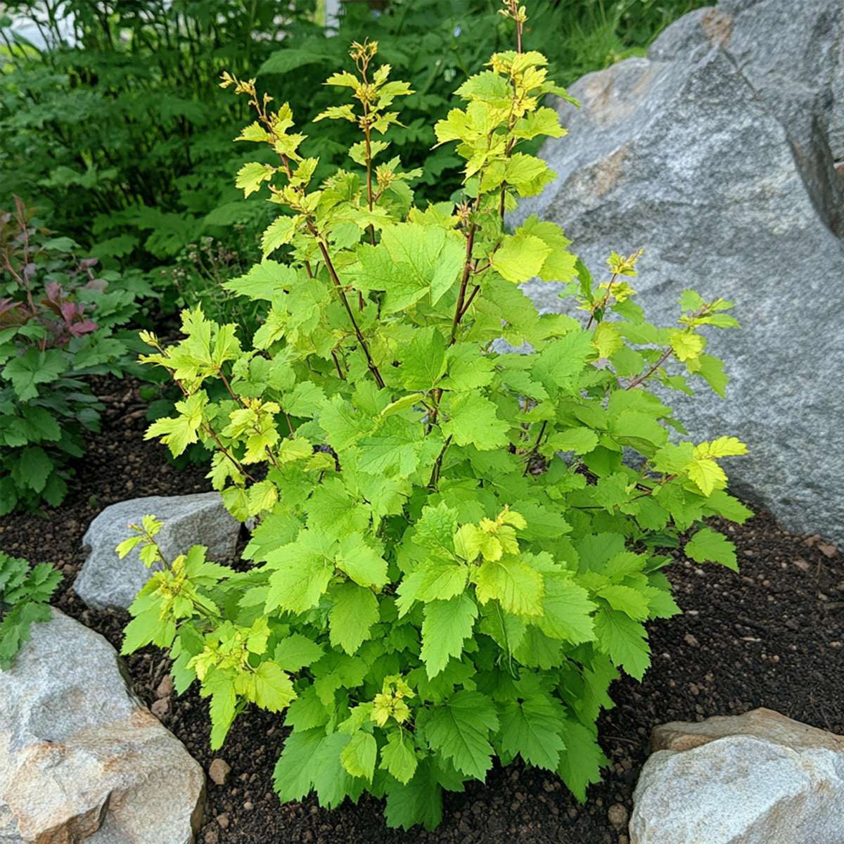 Physocarpe - Set de 2 - Physocarpus 'Dart's Gold' - Hauteur 30-40cm - ⌀17cm - TD Plantz