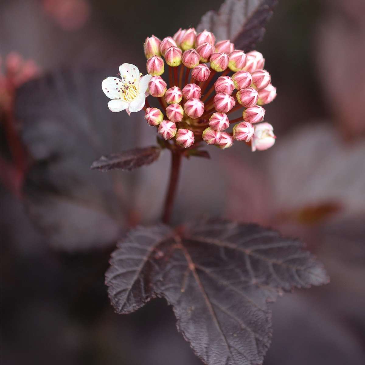 Physocarpe - Set de 2 - Physocarpus 'Lady in Red' - Hauteur 30-40cm - ⌀17cm