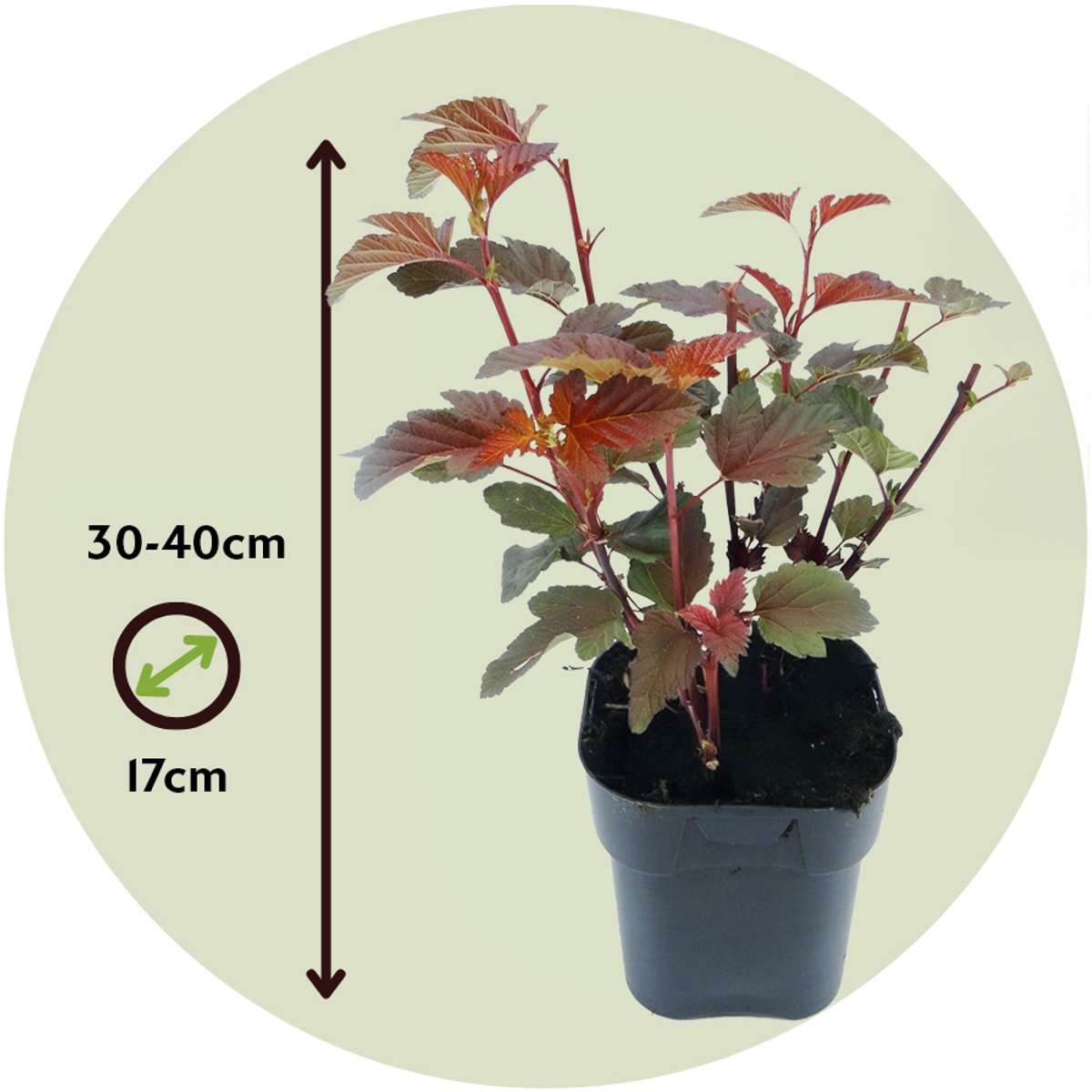 Physocarpe - Set de 2 - Physocarpus 'Lady in Red' - Hauteur 30-40cm - ⌀17cm