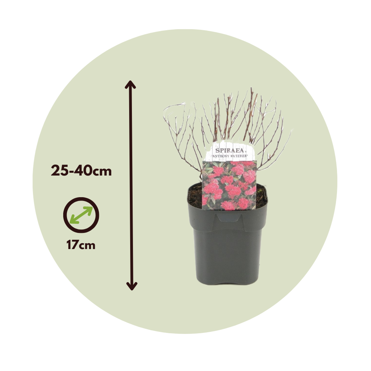 Spirée du Japon - Set de 4 - Spiraea japonica 'Dark Pink' - H25-40cm - ⌀17cm