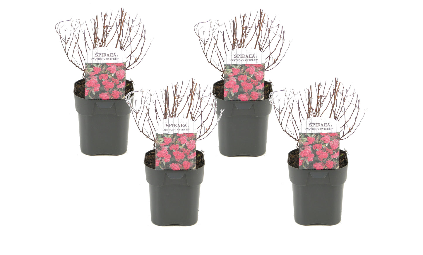 Spirée du Japon - Set de 4 - Spiraea japonica 'Dark Pink' - H25-40cm - ⌀17cm
