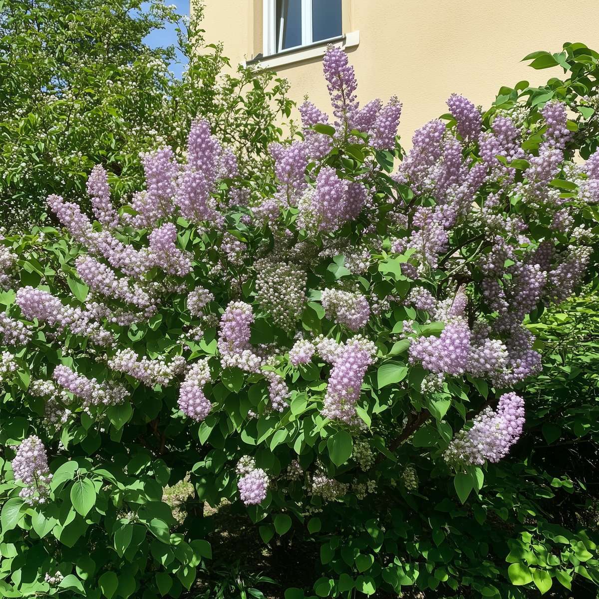 Lilas commun - Set de 3 - Syringa vulgaris - Hauteur 25-40cm - ⌀17cm