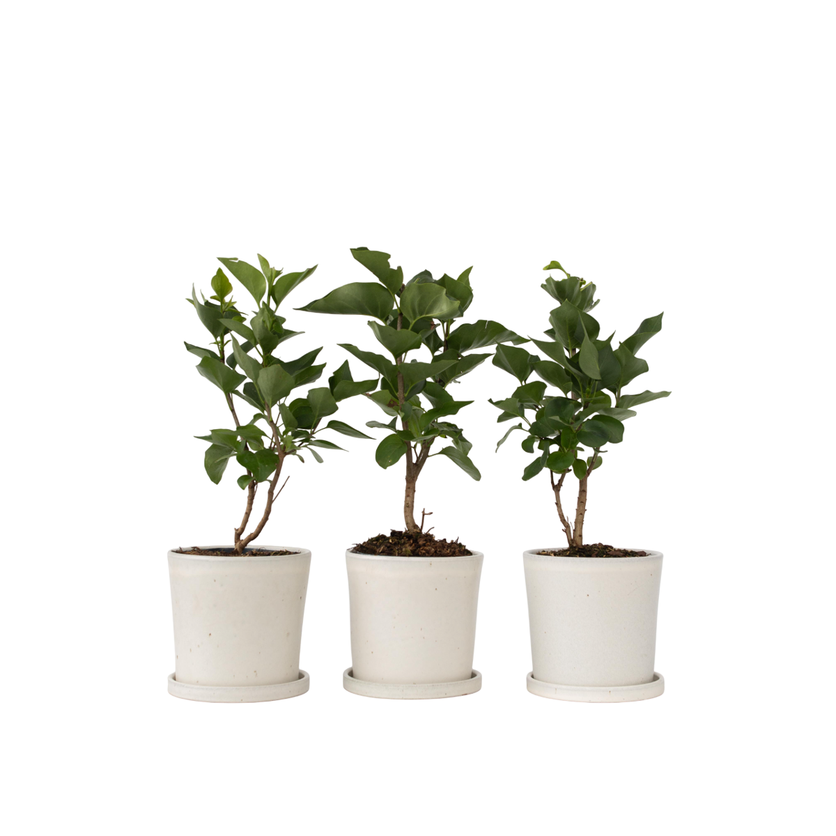 Lilas commun - Set de 6 - Syringa vulgaris - Hauteur 25-40cm - ⌀17cm