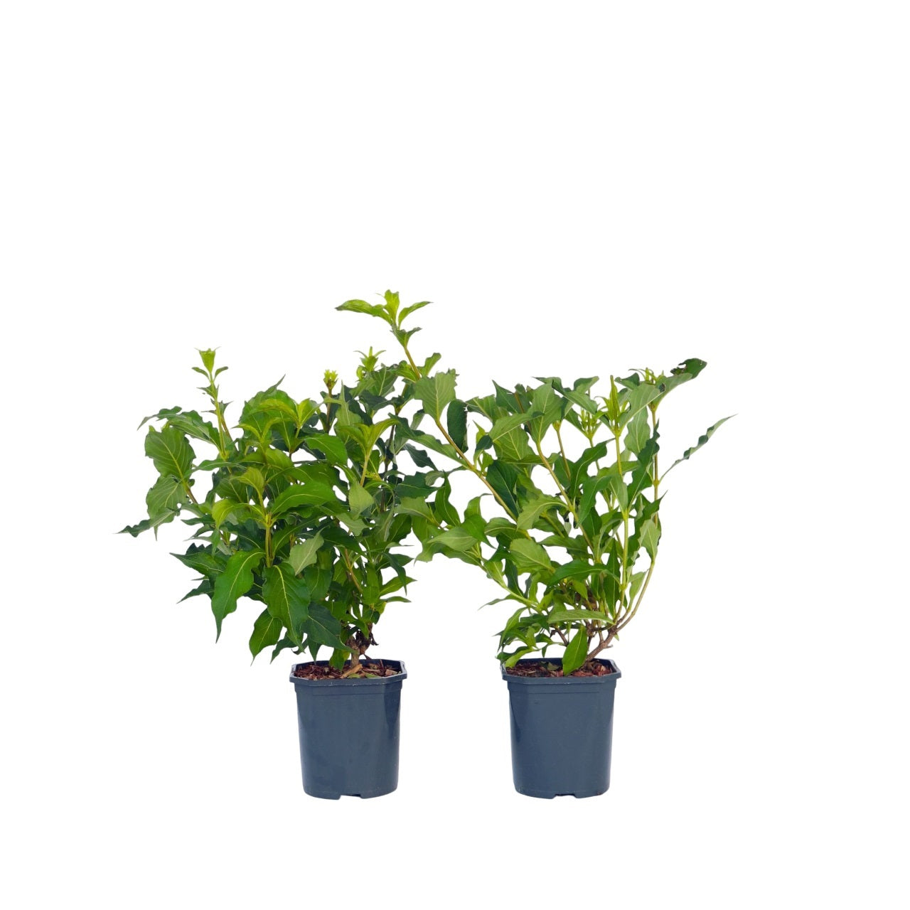 Flowering Shrub - 2 pcs. - Weigela florida 'Red Prince' - Height 25-40cm - ⌀17cm
