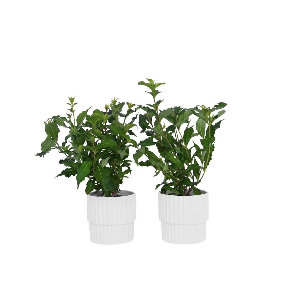 Flowering Shrub - 2 pcs. - Weigela florida 'Red Prince' - Height 25-40cm - ⌀17cm