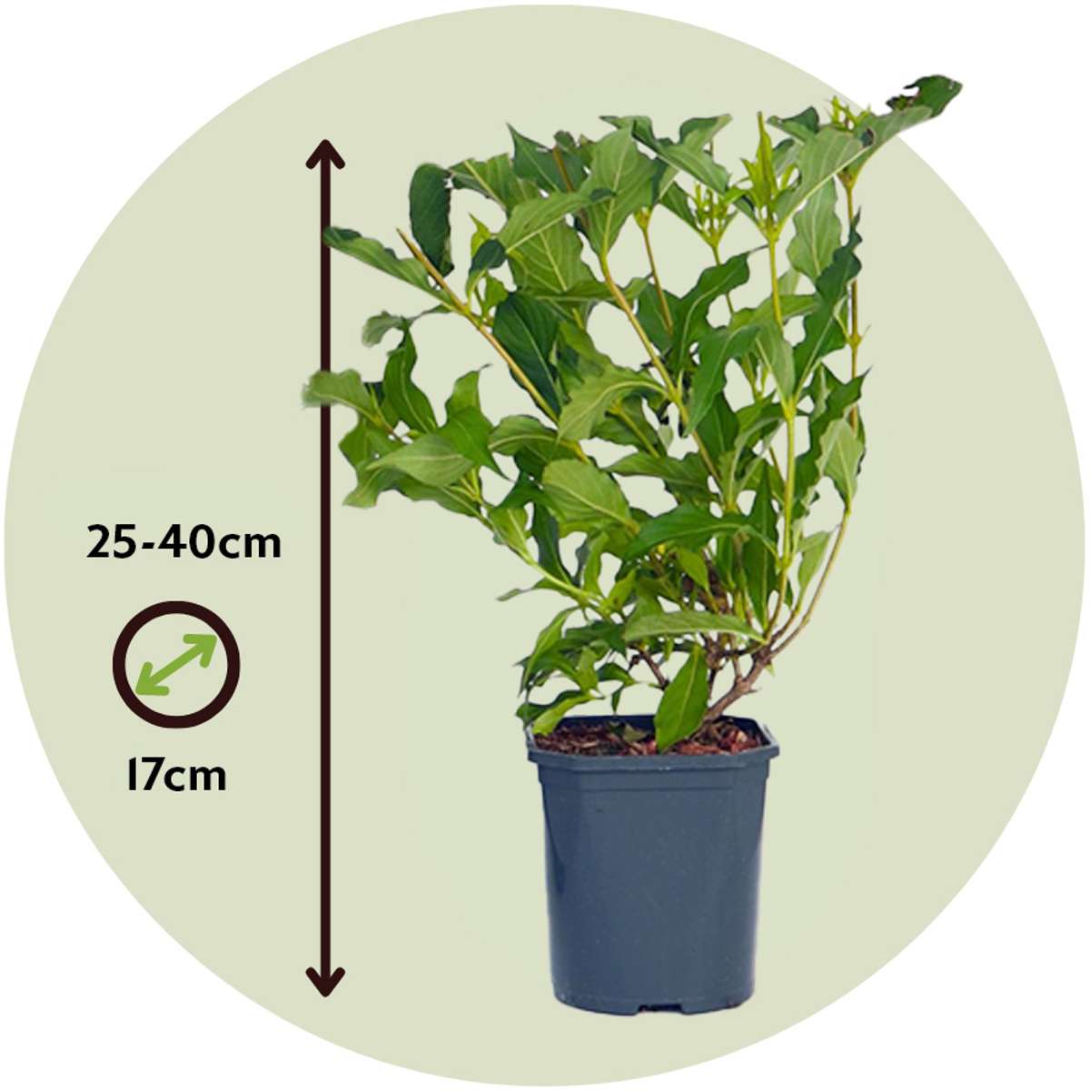 Flowering Shrub - 2 pcs. - Weigela florida 'Red Prince' - Height 25-40cm - ⌀17cm