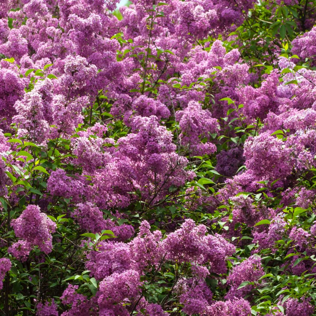 Lilas commun - Set de 2 - Syringa vulgaris 'Ludwig Spath' - H25-40cm - ⌀17cm