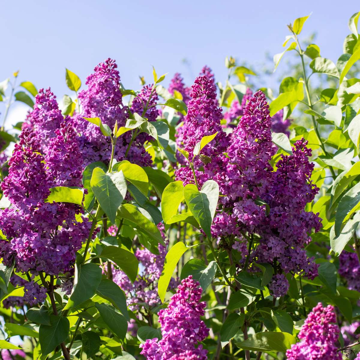Lilas commun - Set de 2 - Syringa vulgaris 'Ludwig Spath' - H25-40cm - ⌀17cm