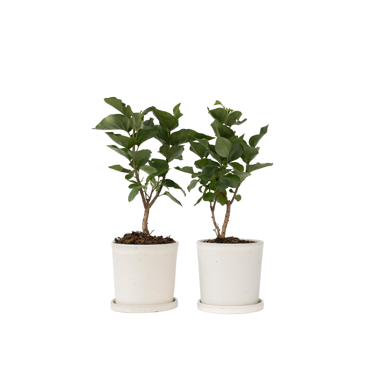Lilas commun - Set de 2 - Syringa vulgaris 'Ludwig Spath' - H25-40cm - ⌀17cm