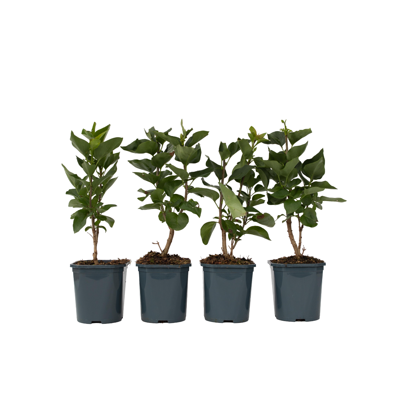 Lilas commun - Set de 4 - Syringa vulgaris 'Ludwig Spath' - H25-40cm - ⌀17cm