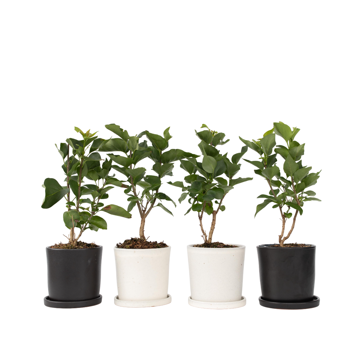 Lilas commun - Set de 4 - Syringa vulgaris 'Ludwig Spath' - H25-40cm - ⌀17cm