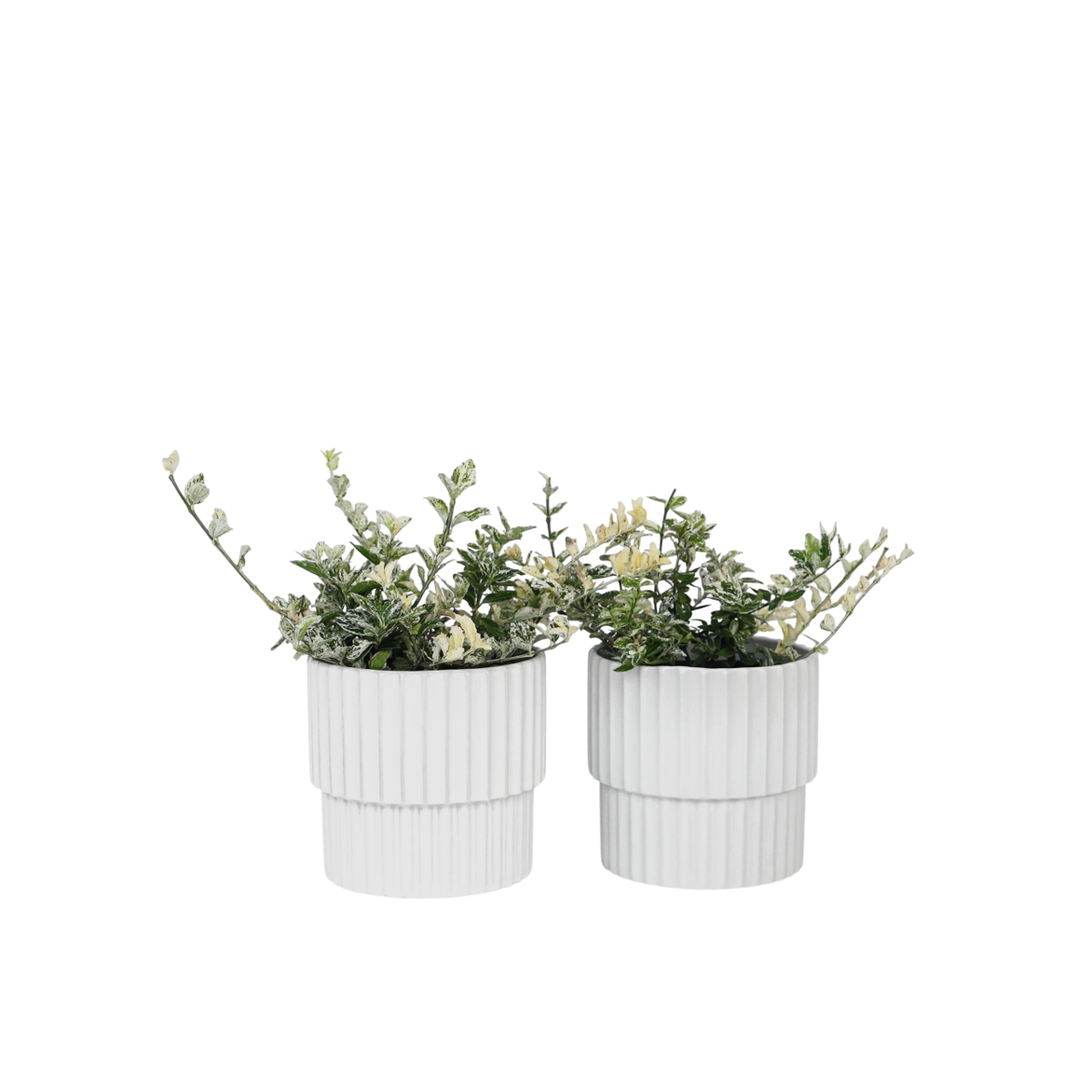Spindle - 2 pcs. - Euonymus 'Harlequin' - Height 20-30cm - ⌀17cm