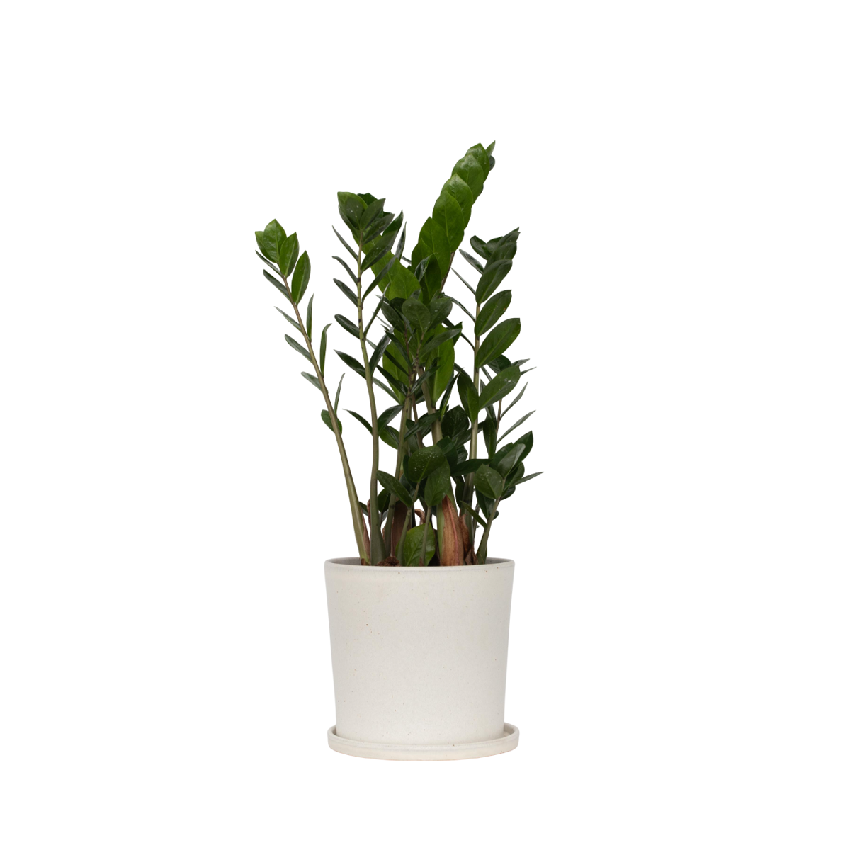 ZZ Plant - Zamioculcas Emerald - Height 70-80cm - ⌀21cm