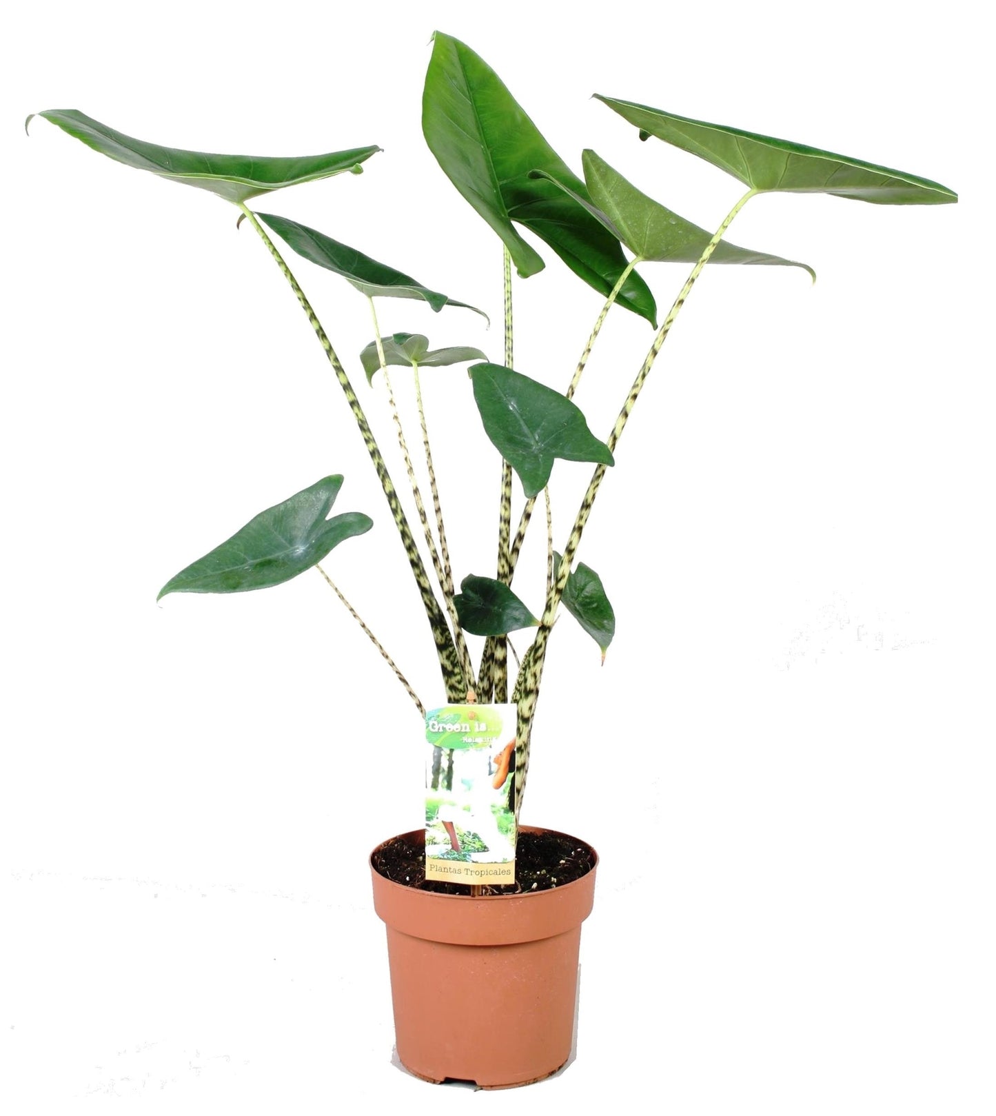 Plante éléphant - Alocasia 'Zebrina' - Hauteur 60-70cm - ⌀17cm