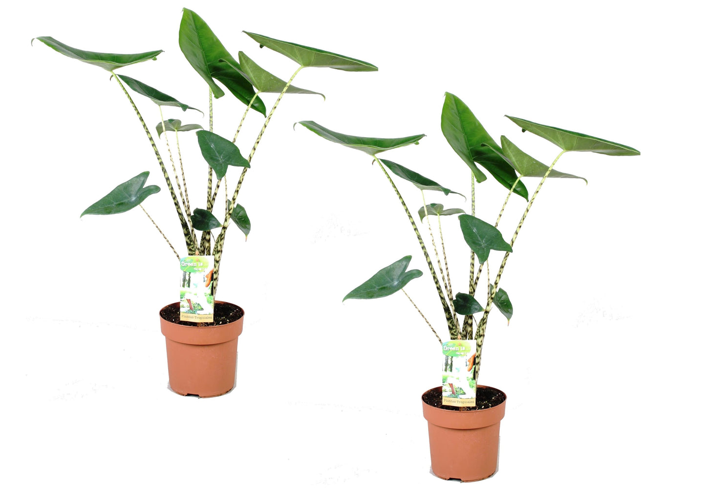 Plante éléphant - Set de 2 - Alocasia 'Zebrina' - Hauteur 60-70cm - ⌀17cm