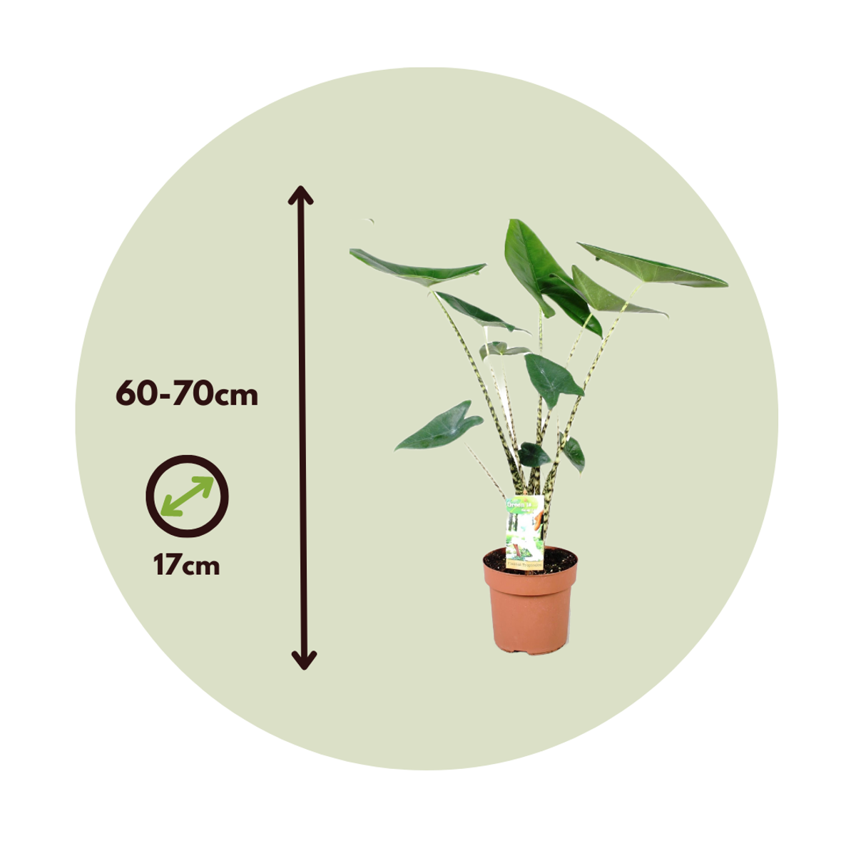 Plante éléphant - Set de 2 - Alocasia 'Zebrina' - Hauteur 60-70cm - ⌀17cm