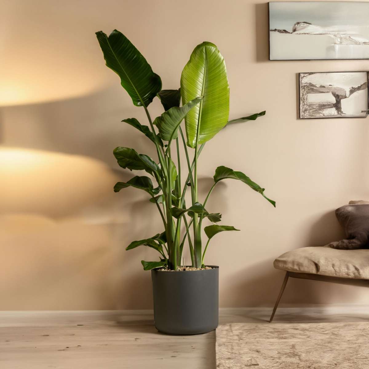 Oiseau de paradis - Strelitzia nicolai - Hauteur 55-70cm - ⌀17cm