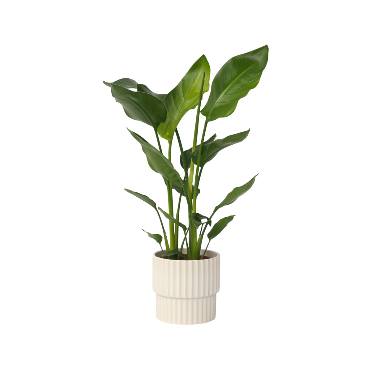 Oiseau de paradis - Strelitzia nicolai - Hauteur 55-70cm - ⌀17cm