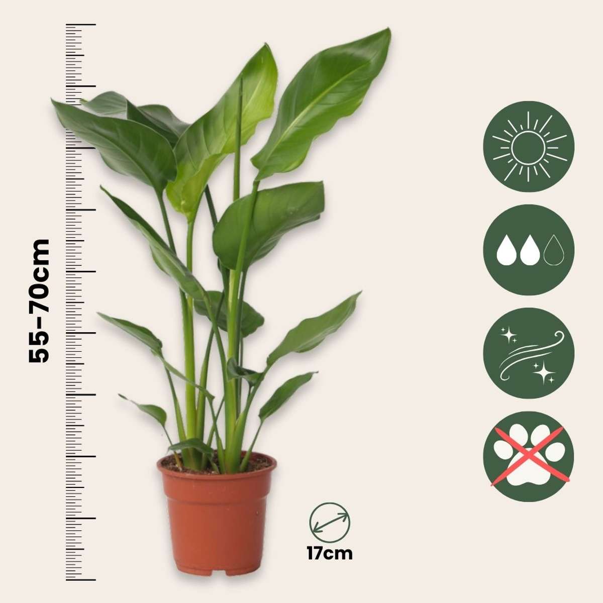 Oiseau de paradis - Strelitzia nicolai - Hauteur 55-70cm - ⌀17cm