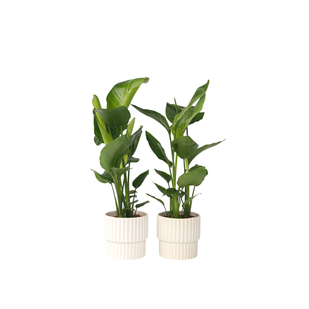 Oiseau de paradis - Set de 2 - Strelitzia nicolai - Hauteur 55-70cm - ⌀17cm