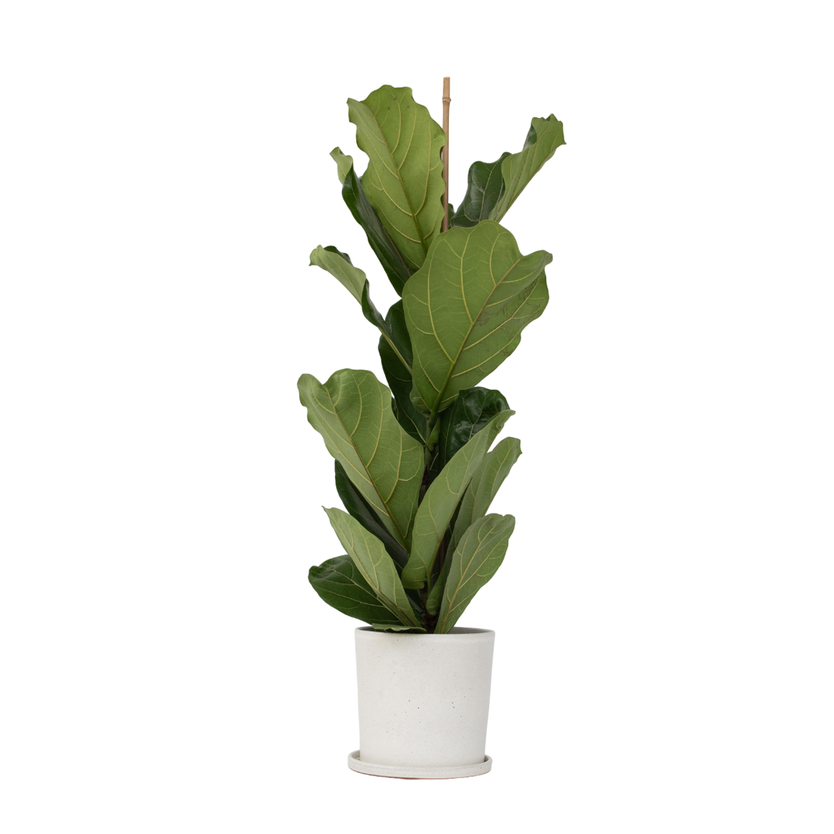 Fiddle-leaf fig - Ficus Lyrata - Height 70-90cm - ⌀21cm