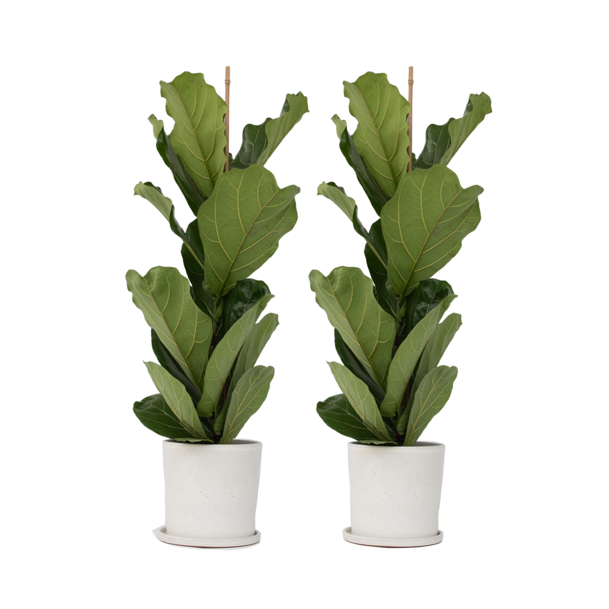 Fiddle-leaf fig - 2 pcs. - Ficus Lyrata - Height 70-90cm - ⌀21cm