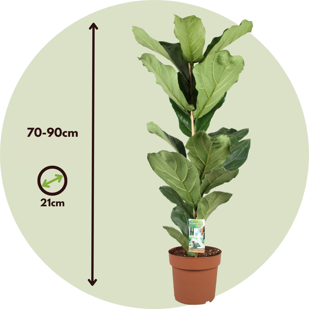 Fiddle-leaf fig - 2 pcs. - Ficus Lyrata - Height 70-90cm - ⌀21cm