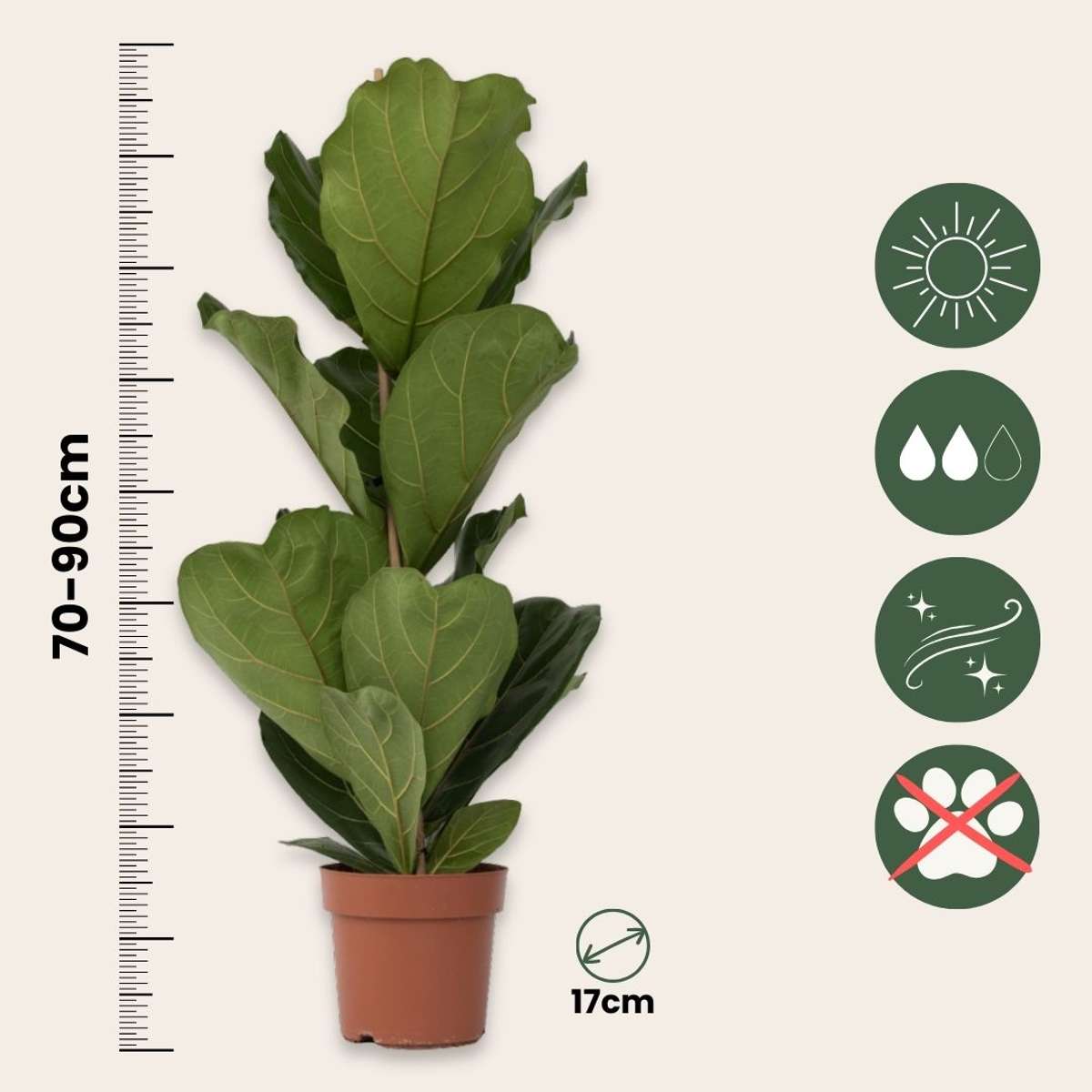 Figuier à Feuilles de Violon - Set de 2 - Ficus Lyrata - Hauteur 70-90cm - ⌀21cm