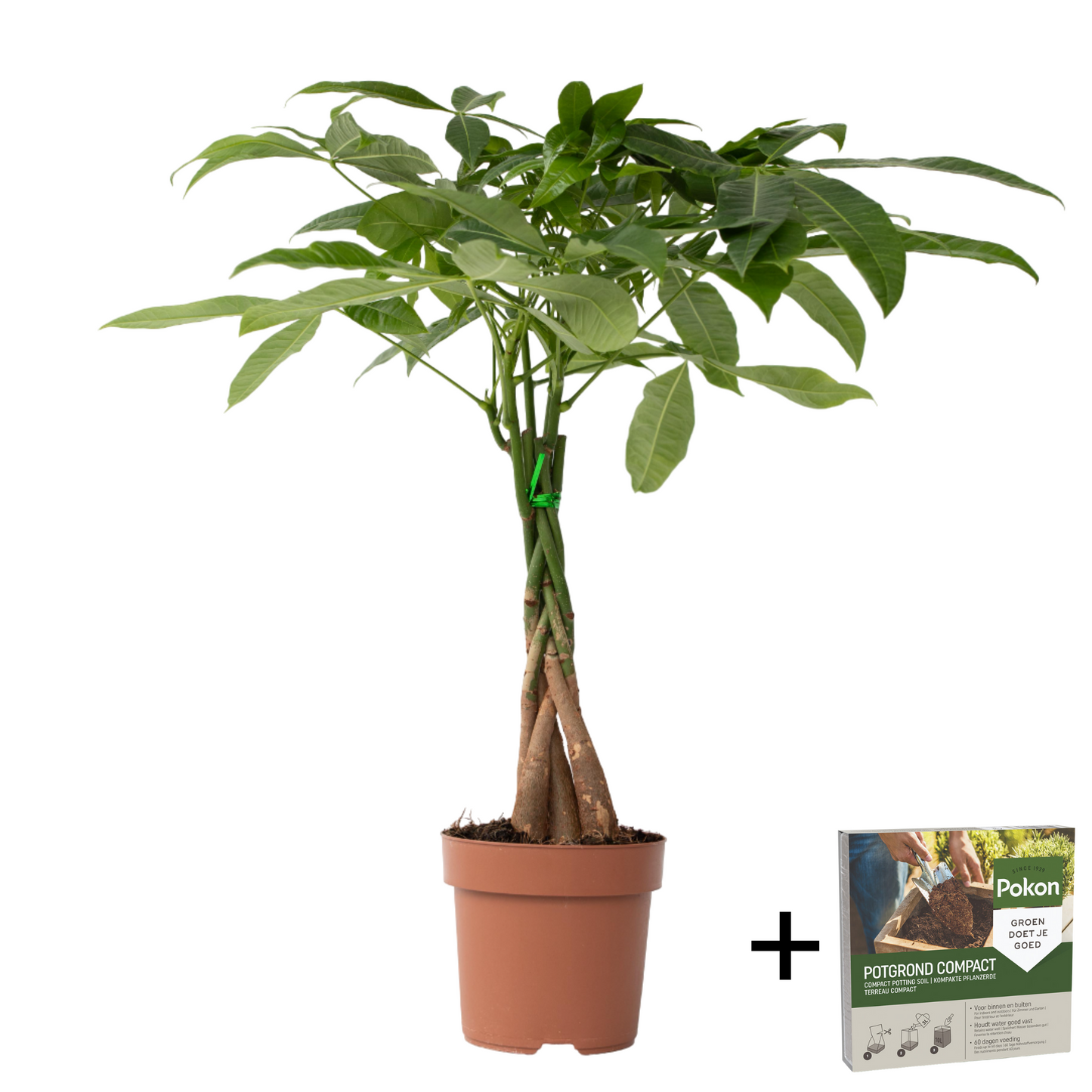 Money Tree Plant - Pachira aquatica - Height 60-70cm - ⌀17cm