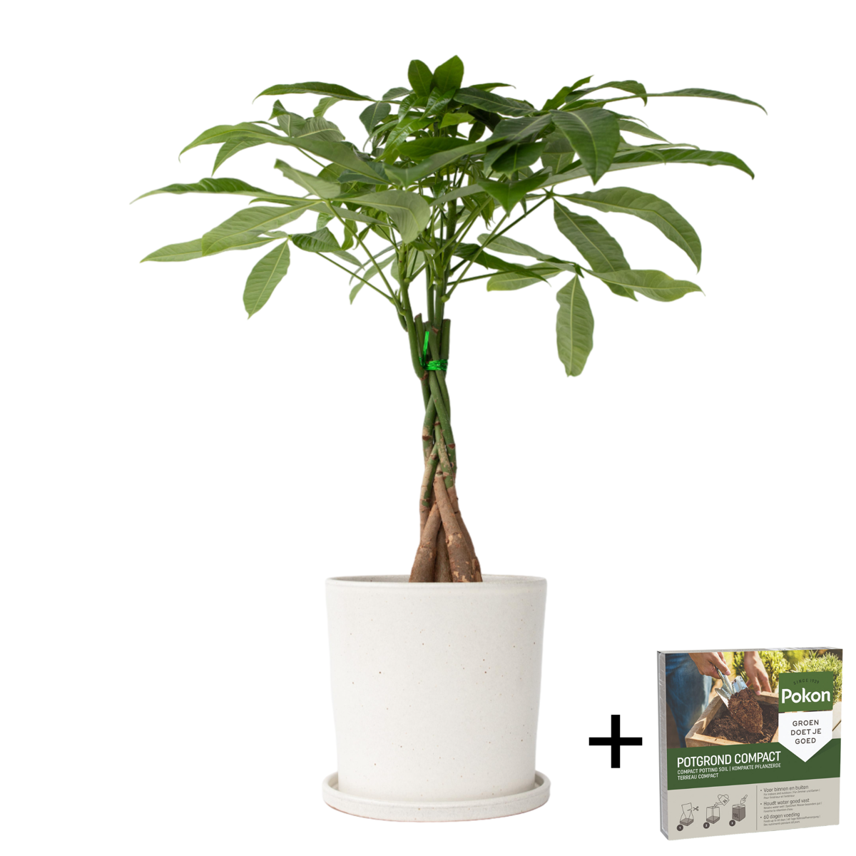 Money Tree Plant - Pachira aquatica - Height 60-70cm - ⌀17cm