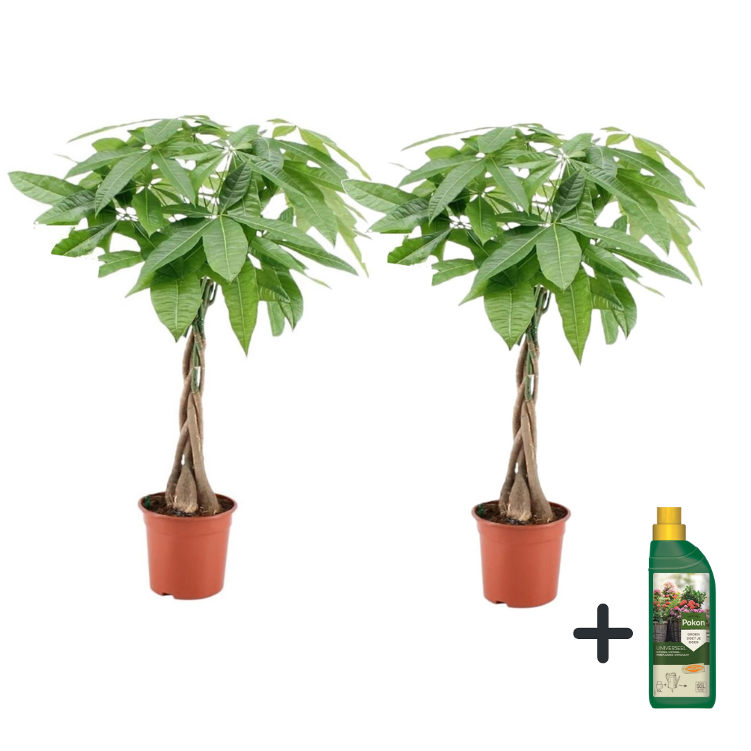 Arbre à argent - Set de 2 - Pachira aquatica - Hauteur 60-70cm - ⌀17cm